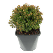 Thuja occidentalis 'Teddy' - Groot formaat in 3 liter pot