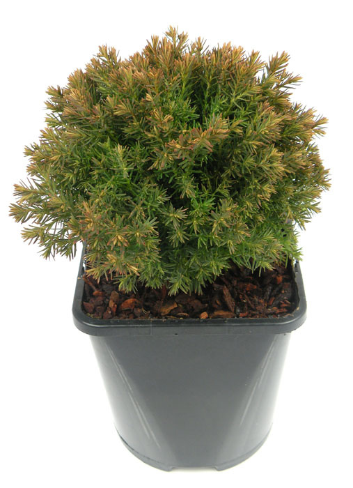 thuja d Arborvitae, Eastern 'Degroot's Spire' (Thuja)  Passiglia Landscape,  Nursery & Garden Center