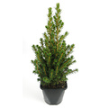 Picea glauca 'Conica' - Großformatig im 3-Liter-Topf