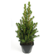 Picea glauca 'Conica' - Großformatig im 3-Liter-Topf