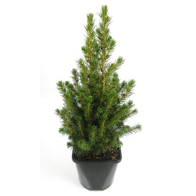 Picea glauca 'Conica' - Groot formaat in 3 liter pot