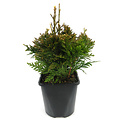 Thuja plicata 'Can-Can' - Groot formaat in 3 liter pot