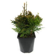 Thuja plicata 'Can-Can' - Großformatig im 3-Liter-Topf