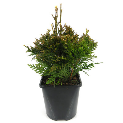 Thuja plicata 'Can-Can' - Groot formaat in 3 liter pot