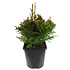 Thuja plicata 'Can-Can' - Groot formaat in 3 liter pot