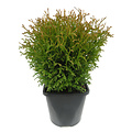 Thuja occidentalis 'Tiny Tim' - Groot formaat in 3 liter pot