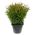 Thuja occidentalis 'Tiny Tim' - Groot formaat in 3 liter pot