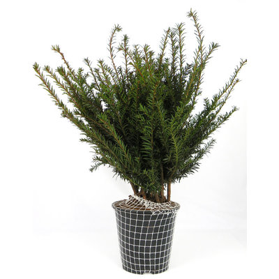 Taxus baccata, glanzend groen