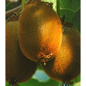 Kiwi, Chinese kruisbes