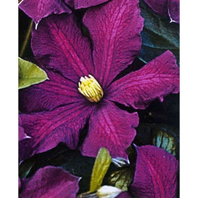 Clematis ´Etoile Violette´