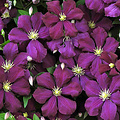 Clematis ´Etoile Violette´