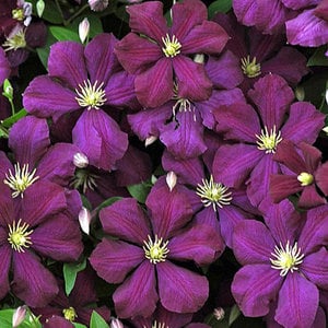 Clematis ´Etoile Violette´