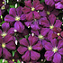 Clematis ´Etoile Violette´