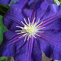 Clematis 'Jackmanii'