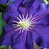 Clematis 'Jackmanii'