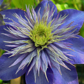 Prachtige klimplant voor in de tuin, Clematis 'Multi Blue'