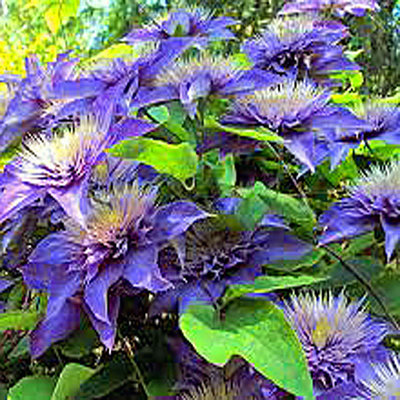 Wunderschöne Kletterpflanze für den Garten, Clematis 'Multi Blue'