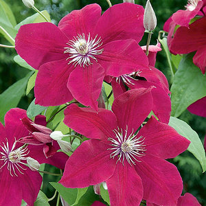 Clematis 'Rouge Cardinal'