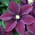 Clematis 'Warszawska Nike'