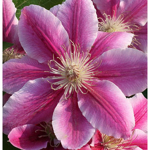 Prachtige klimplant voor in de tuin, Clematis 'Dr. Ruppel'