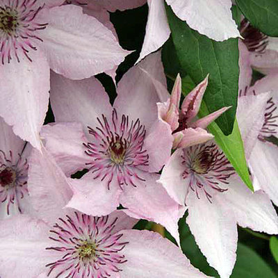 Clematis 'Hagley Hybrid'