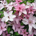 Clematis 'Hagley Hybrid'