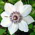 Clematis 'Miss Bateman'