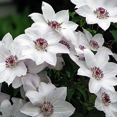 Clematis 'Miss Bateman'