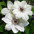 Clematis 'Miss Bateman'