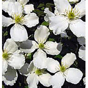 Clematis montana 'Grandiflora'