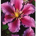 Clematis 'Piilu'