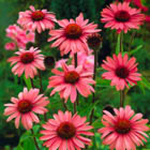 Echinacea purpurea