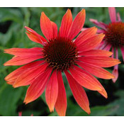 Echinacea 'Sundown' (R)