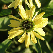 Echinacea 'Sunrise' (R)