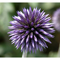 Echinops ritro 'Veitch's Blue'