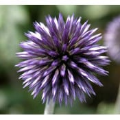 Echinops ritro 'Veitch's Blue'