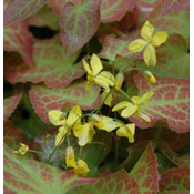 Epimedium perralchicum 'Frohnleiten'