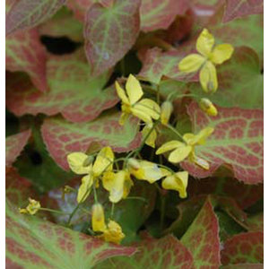 Epimedium perralchicum 'Frohnleiten'