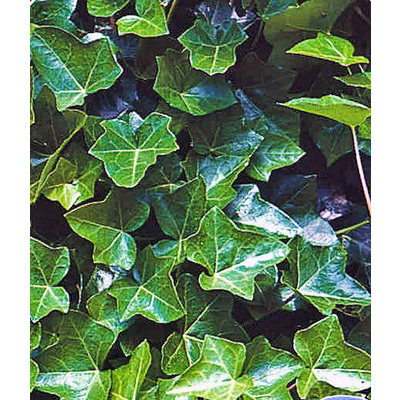 Hedera hibernica