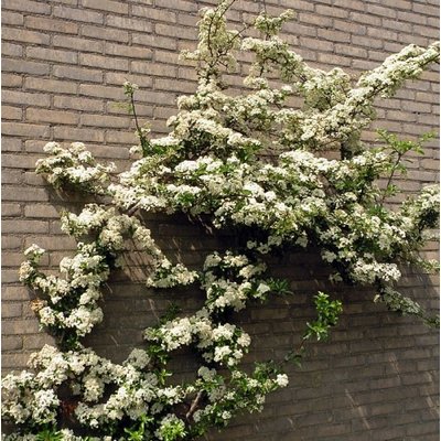 Pyracantha coccinea 'Red Column'