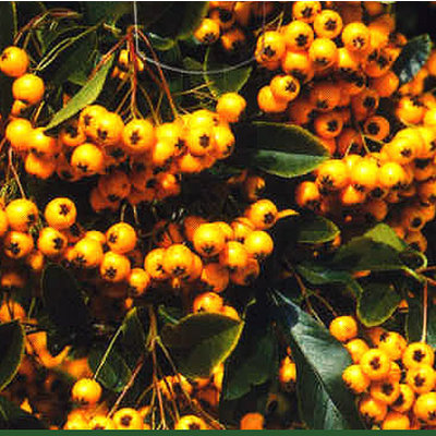 Pyracantha 'Soleil d'Ór'