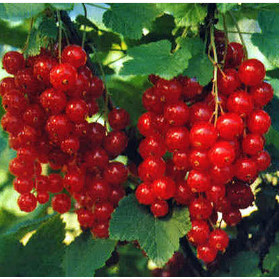 Ribes 'Jonkheer van Tets'