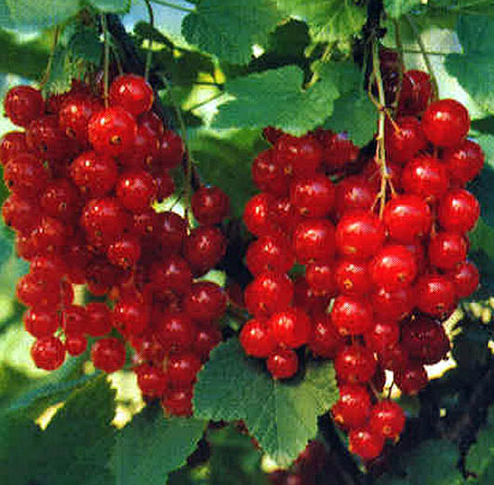 Красная смородина сорт йонкер ван тетс. Смородина красная джонкер ван. Смородина йонкер ван тетс. Йонкер ван тетс красная смородина. Красная смородина сорт йонкер ван тетс.