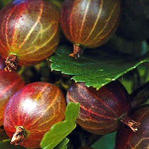 Ribes uva-crispa ´Hinnonmäki Röd´