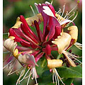 Lonicera heckrottii 'American Beauty´