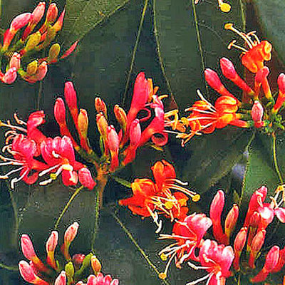 Lonicera henryi