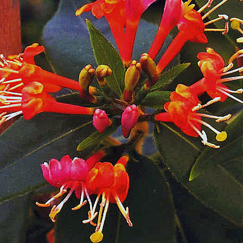 Shop Lonicera henryi Online - Plant New Day