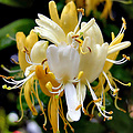 Lonicera japonica ´Hall´s Prolific´