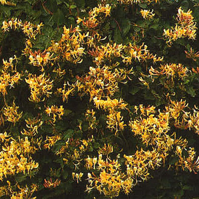 Lonicera japonica ´Hall´s Prolific´