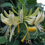 Lonicera periclymenum